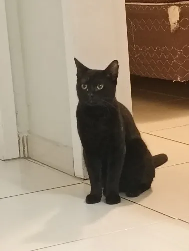 Doa-se gato macho
