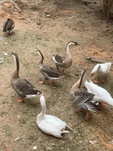  GANSOS SAUDÁVEIS À VENDA ? PRONTOS PARA CRIAÇÃO