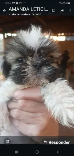 Cachorro shistzu , 1 macho, ele é mine. Por 450,00