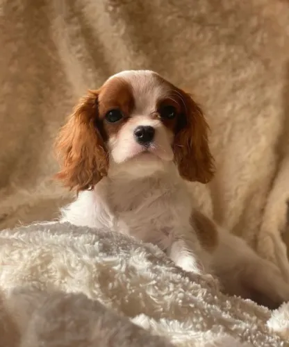 Cavalier King- Filhotes Criados para Encantar - Amor e Segurança em Primeiro Lugar