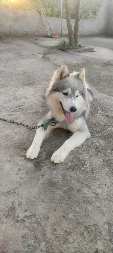 Husky siberiano