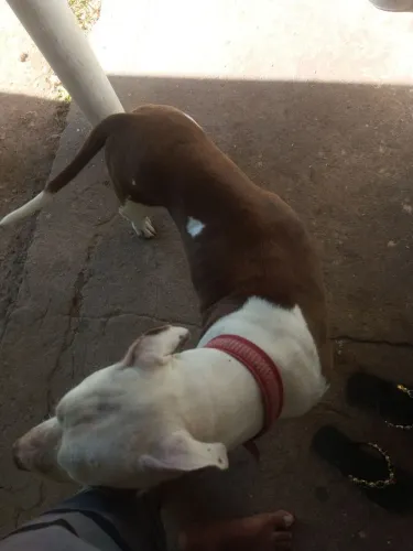 Cachorra pra adoção