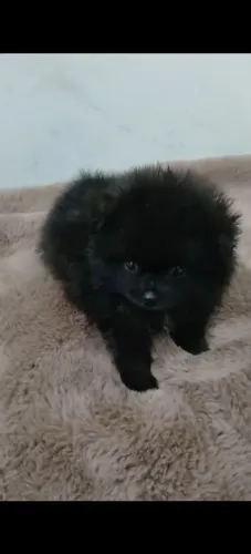 Lulu da pomerania 