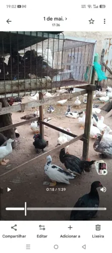Pato Paissandu a venda!