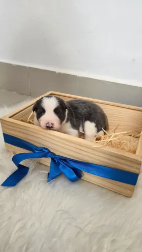 Border Collie - Blue Merle e Branco (Macho)