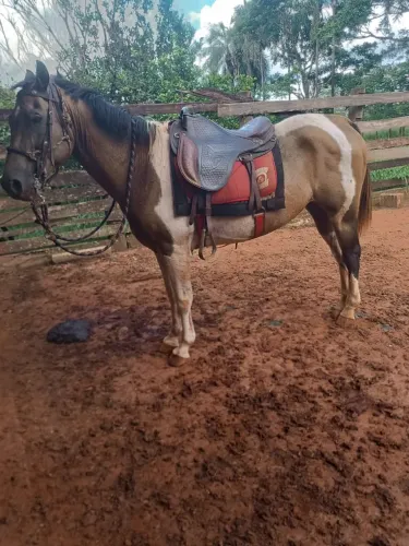 Cavalo quarto de milha