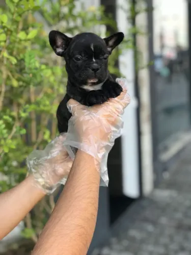Bulldog Francês Macho Cabeça Grande Premium | Entrega Segura e Contrato