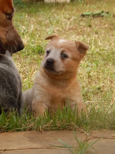 FILHOTES DE AUSTRALIAN CATTLE DOG (RED HEELER) - ALTO PADRÃO