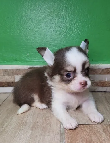 VENDA CHIHUAHUA FÊMEA E MACHO PELO LONGO