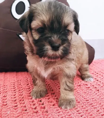 filhotes de Lhasa apso mini macho e fêmea 