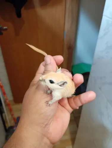 Vendo filhotes de gerbius 