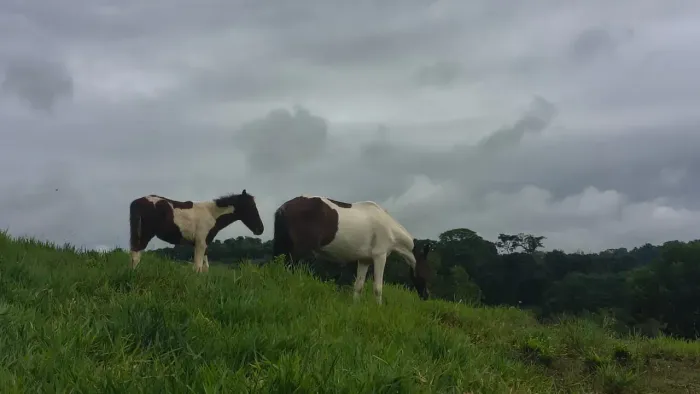 lindo Haras silva jardim a apenas 5 km do cento, final de Rua com baias redondel e sede co