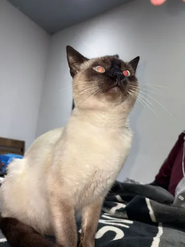 Gato siamês macho