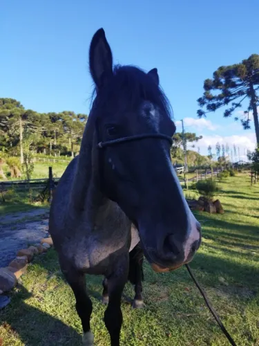 Cavalo Crioulo Mouro 6 Anos - Forte e Domado - R$ 4.500