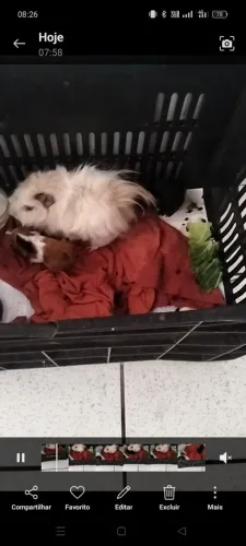 Vende-se porquinho da índia