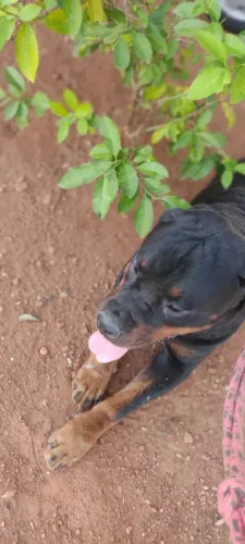 Rottweiler