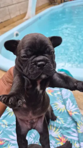 ? Filhotes de Bulldog Francês disponíveis para lares cheios de amor ?