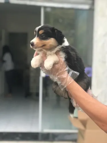Seu Border Collie com Pedigree e Procedência