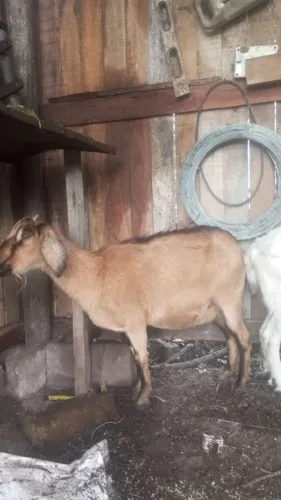 2 cabras prenha