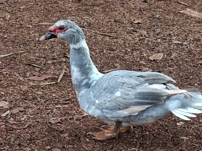 Patos Machos