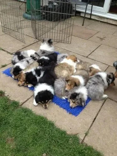 Rough Collie Machos e Femeas