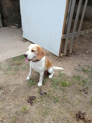 Beagle Bicolor para Doação 2 Anos