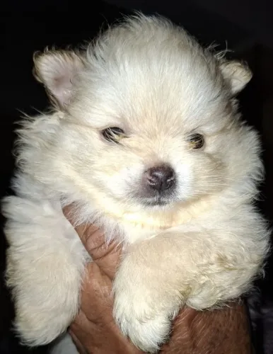 Spitz Alemão Macho Branco