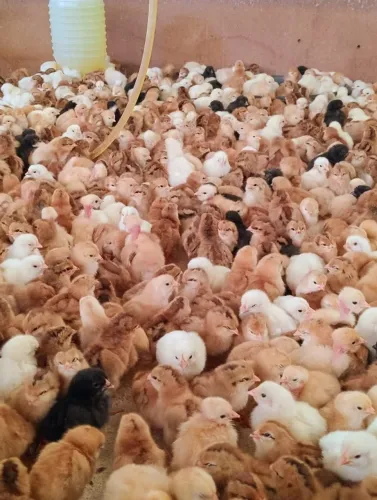 venda de pintinhos