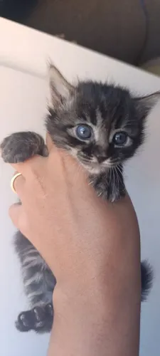Doasse gatos filhote 2 meses