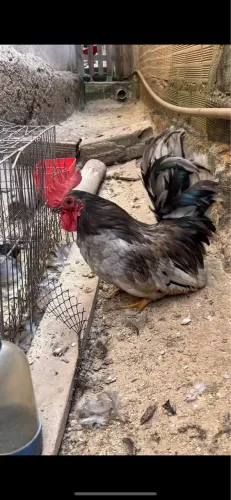 Vendo Galo Garnizer Nagasaki