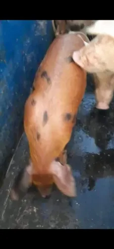 Porcos