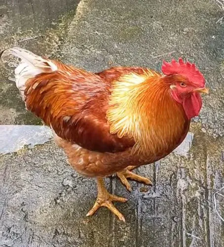 Galo ? 