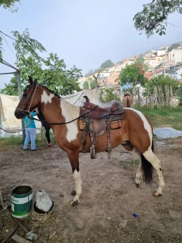 cavalo
