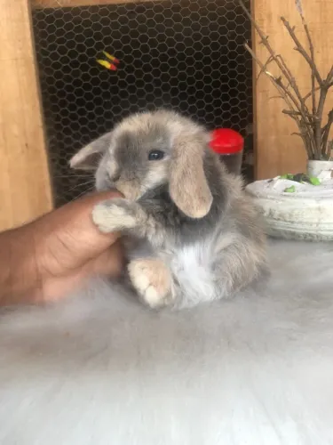 Coelho mini lop uruguaio arlequim blue - macho