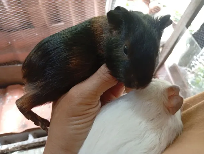 Lindas preá 