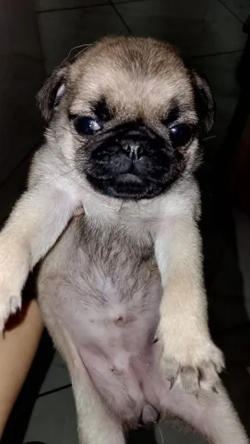 Pug fêmea abricó