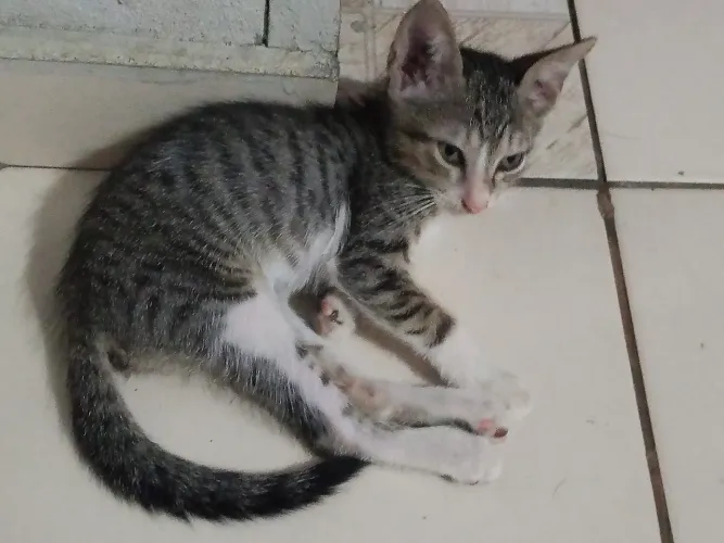 Doa-se gatos Filhotes, 2 meses. Eles precisam de uma casa.