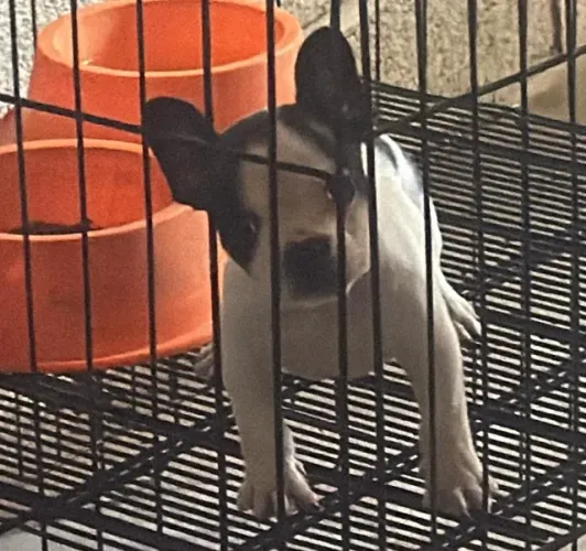 Bulldog frances saudavel 