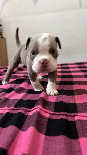 American Bully fêmea micro