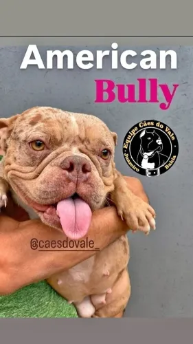american bully