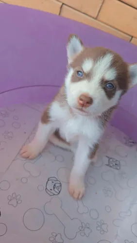 HUSKYS SIBERIANOS DE EXCELÊNCIA LINHAGENS