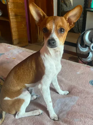 Pinscher macho