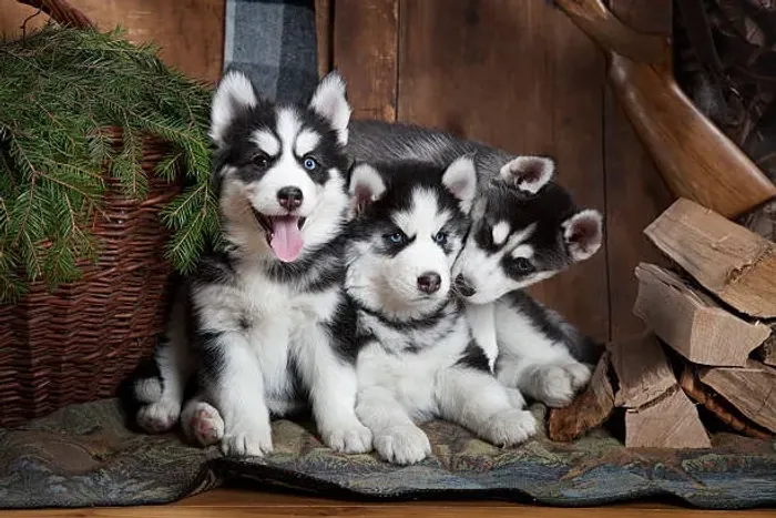 Filhote de Husky Siberiano Uma Companhia Para Grandes Aventuras