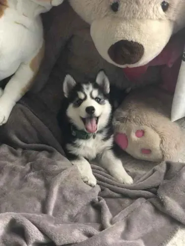 Filhote Husky Siberiano, O amigo mais fiel do mundo está pronto para te conhecer!