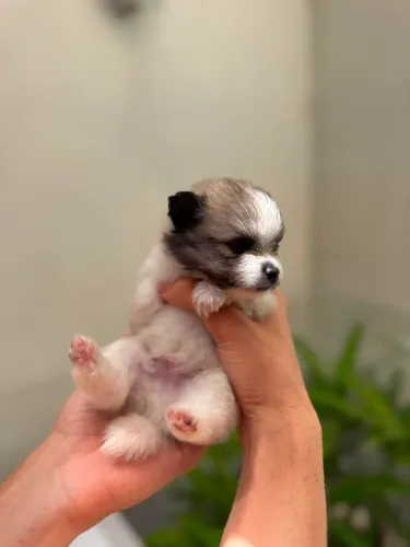 Filhotes de Lulu da Pameronia - MINI