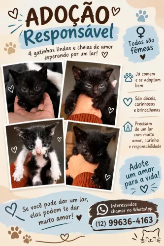 Doação de gatinhas