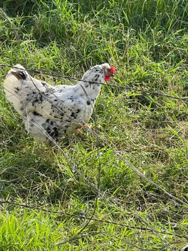 Ovos fértil de galinha balão pintado