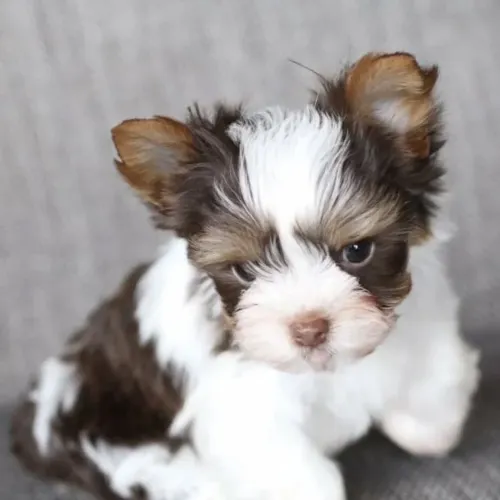 Yorkshire terrier biro chocolate 