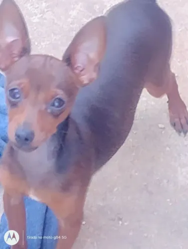 Pinscher macho n°1