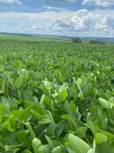 Fazenda a venda em lavoura Zona Rural - Doverlândia - GO